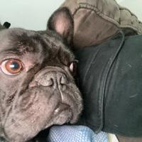 Bulldog francese