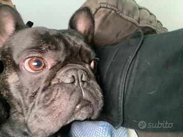 Bulldog francese