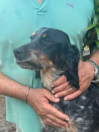 Setter tricolore