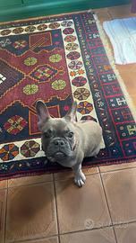 Cucciolo Bulldog francese