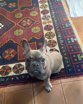 Cucciolo Bulldog francese