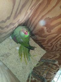 Grande alessandrino femmina 2018