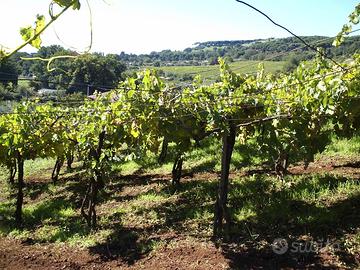 Terreno panoramico al parco del Tuscolo