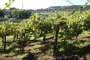 Terreno panoramico al parco del Tuscolo