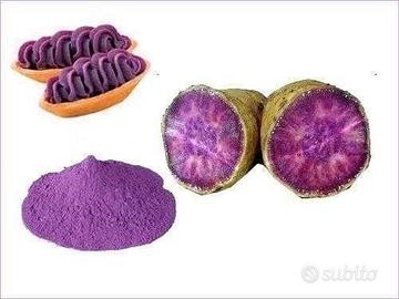 Patata Dolce viola dal Giappone OKINAWA