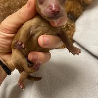 Barboncini mini toy , toy , tea Cup asiatico