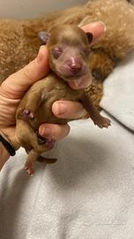 Barboncini mini toy , toy , tea Cup asiatico