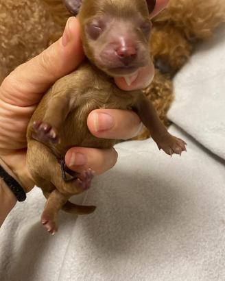 Barboncini mini toy , toy , tea Cup asiatico