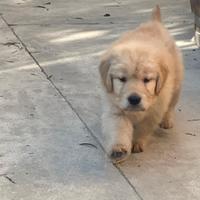 Golden retriever americano