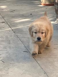 Golden retriever americano