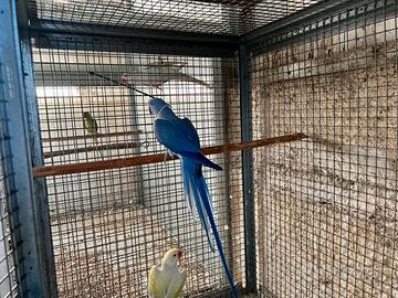 Parrocchetti dal collare riproduttivi