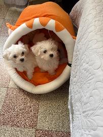 Maltese