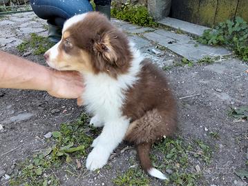 Cucciolo Red tricolor Australian sheperd