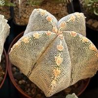 🌵Cactus astrophytum vari