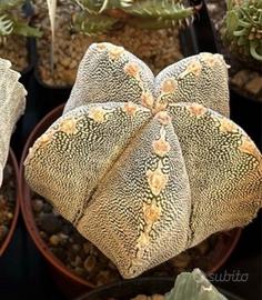 🌵Cactus astrophytum vari