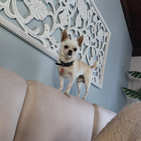 Chihuahua mini toy