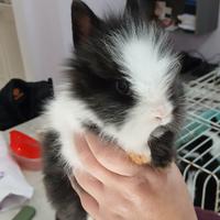 Conigli testa di leone