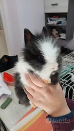 Conigli testa di leone