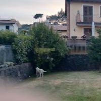 Albero di melograno dente di cavallo altezza m. 4