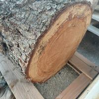 Tronco d'albero grezzo.legno Cedro del Libano.