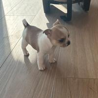 Chihuahua pedigree ENCI