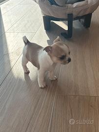 Chihuahua pedigree ENCI