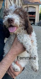 Cuccioli di Lagotto Romagnolo