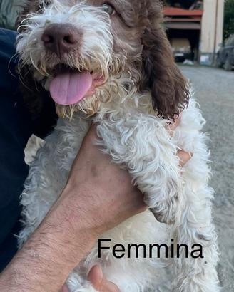 Cuccioli di Lagotto Romagnolo