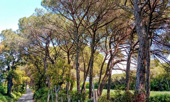 Stazione Bolgheri Azienda agricola 26 ettari