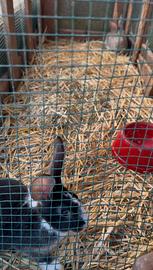 Conigli,quaglie e altro