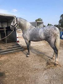 Cavallo spagnolo