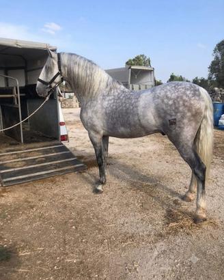 Cavallo spagnolo