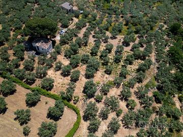 Terreno con uliveto, vigneto, casa e magaz