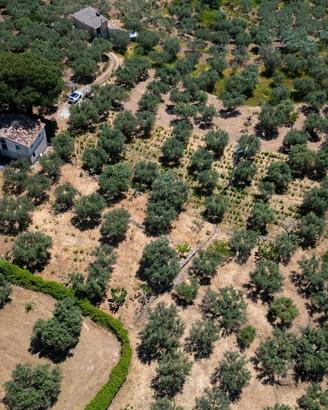 Terreno con uliveto, vigneto, casa e magaz