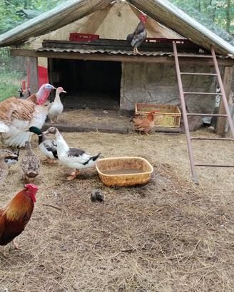 Galline faraone anatre