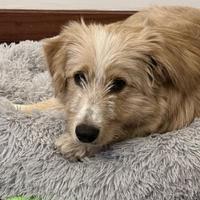 Cagnolino di 1 anno solo 15 kg