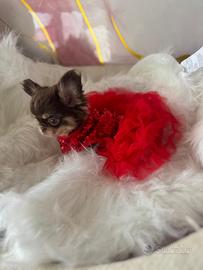 Chihuahua femmina