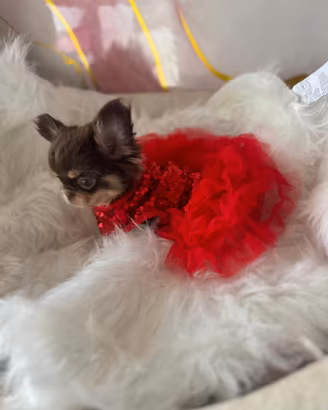 Chihuahua femmina