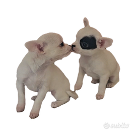 Chihuahua maschio e femmina