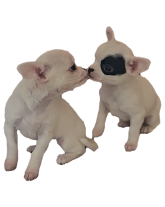 Chihuahua maschio e femmina