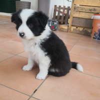 Border collie