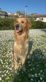 Golden Retriever maschio da monta