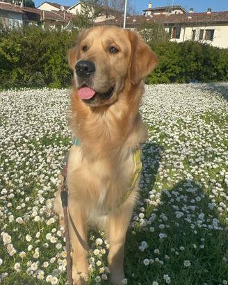 Golden Retriever maschio da monta