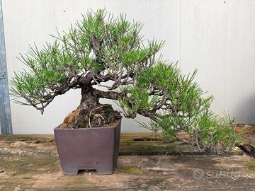 Pino nero bonsai