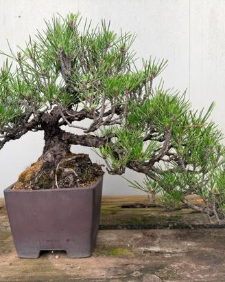 Pino nero bonsai