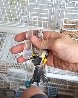 Cardellina favata toppa bianca