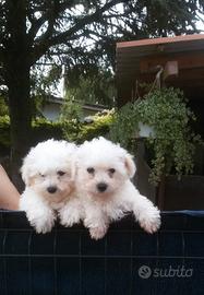 Cuccioli razza bolognese