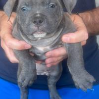 American Bully POCKET