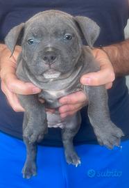 American Bully POCKET