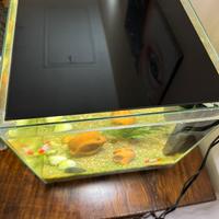 Acquario 30 lt